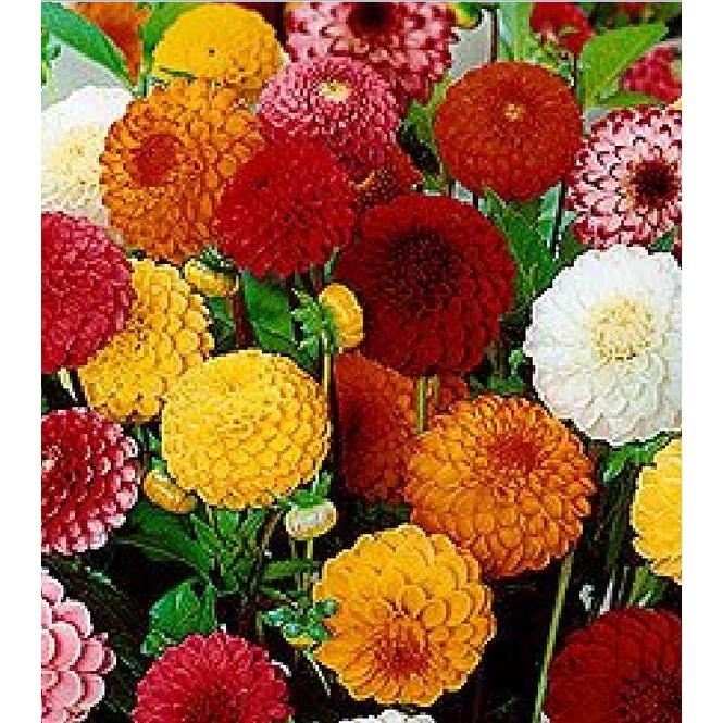 Hạt Giống Hoa Cúc Thược Dược Tổ Ong Nhiều Màu CT468 - Gói 30 hạt