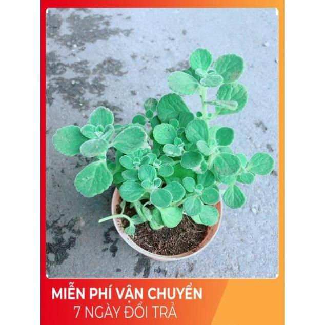 Nhất Mạt Hương kèm chậu sứ