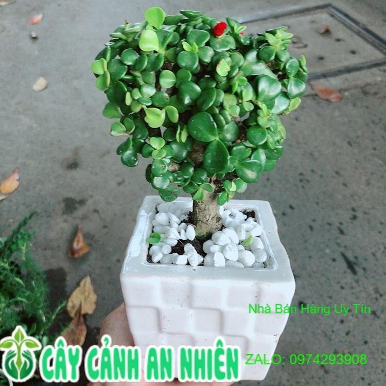 Chậu Cành Vàng Lá Ngọc