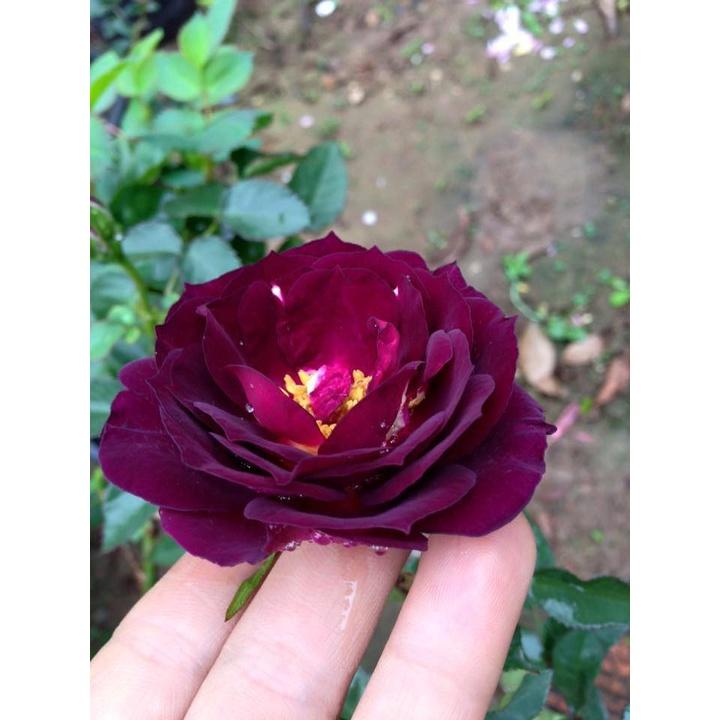 Hoa hồng ngoại Midnight Blue tím cực thơm-bầu to cây lớn trưởng thành