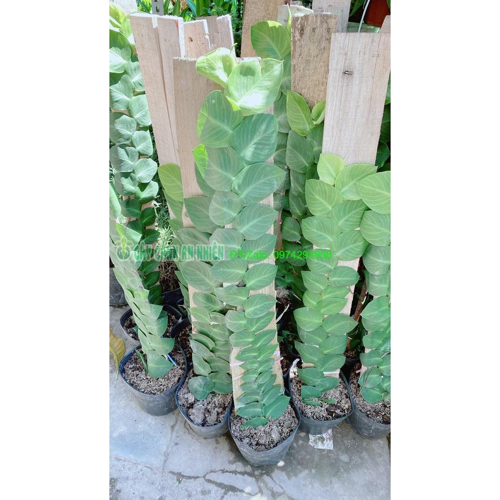 Cây Thằn Lằn cao 70cm