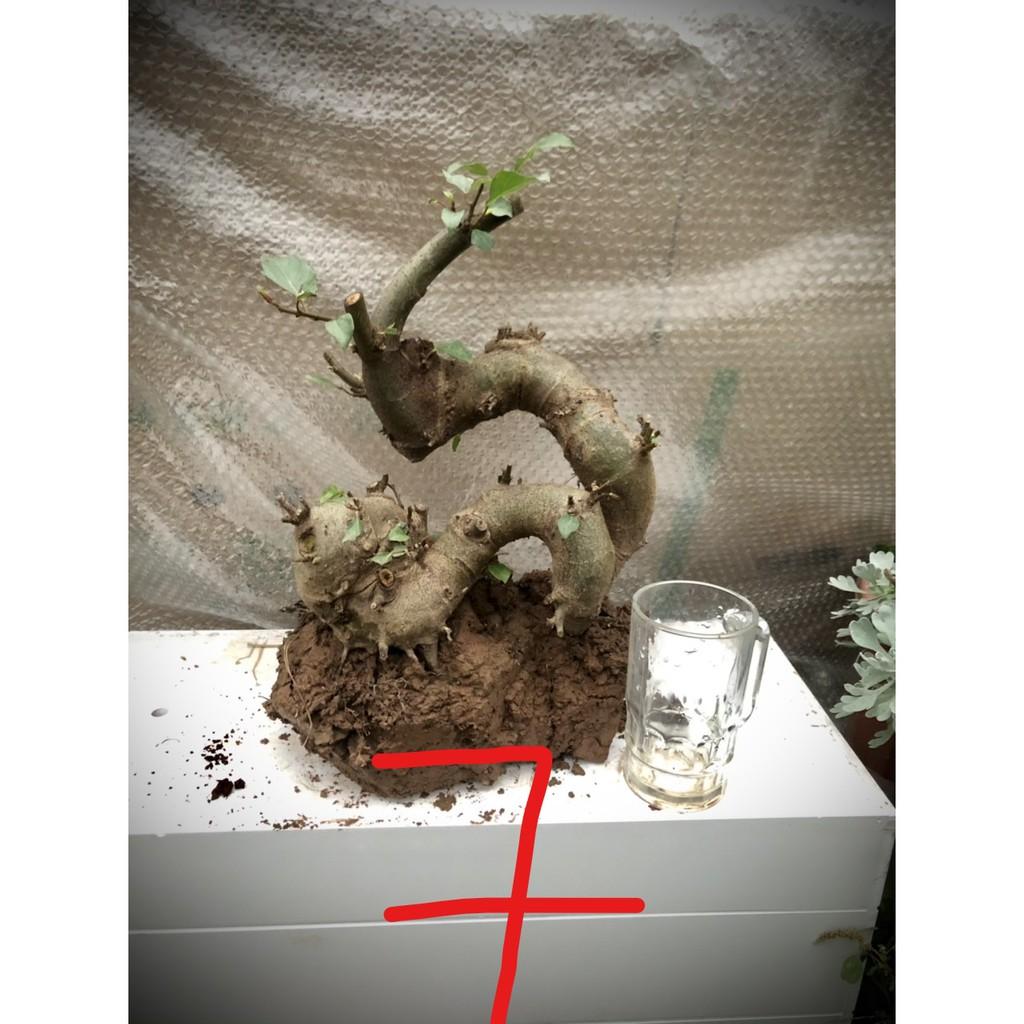 Cây sung bonsai phôi (ảnh thật) đánh số 1-20