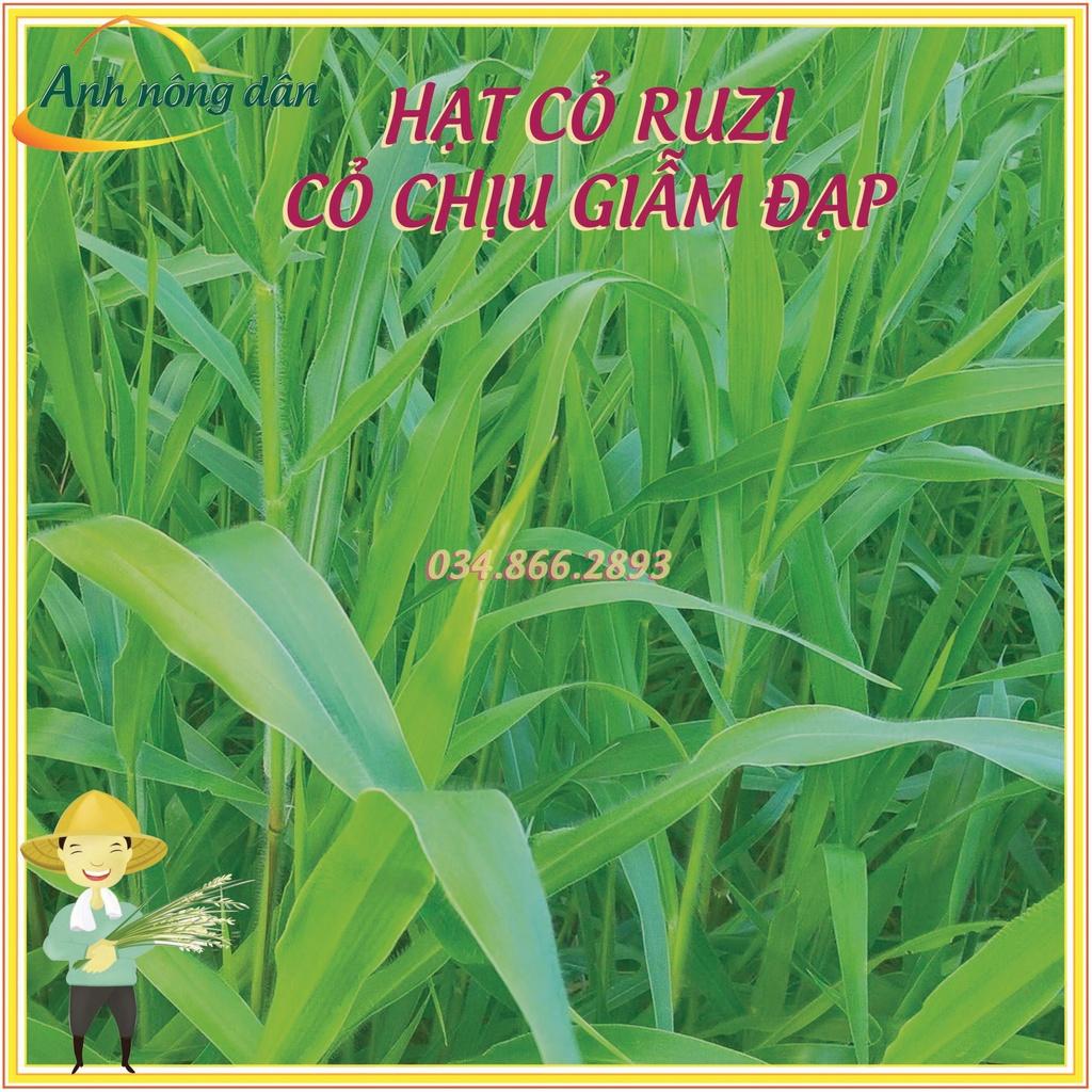 Gói 100g Hạt giống cỏ Ruzi - hạt giống cỏ chịu giẫm đạp, chịu bóng râm