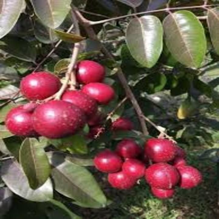 CÂY GIỐNG NHÃN TÍM SIÊU QUẢ SIÊU KINH TẾ