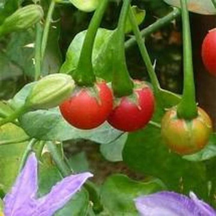CÂY GIỐNG CÀ GAI LEO SIÊU TỐT