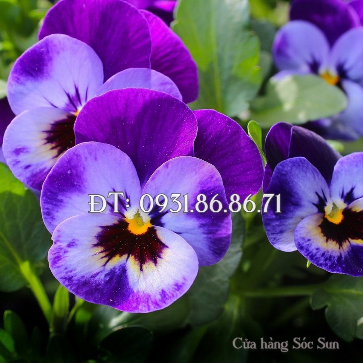 Hạt giống hoa Pansee – Bịch 10 hạt – Mã số 1151