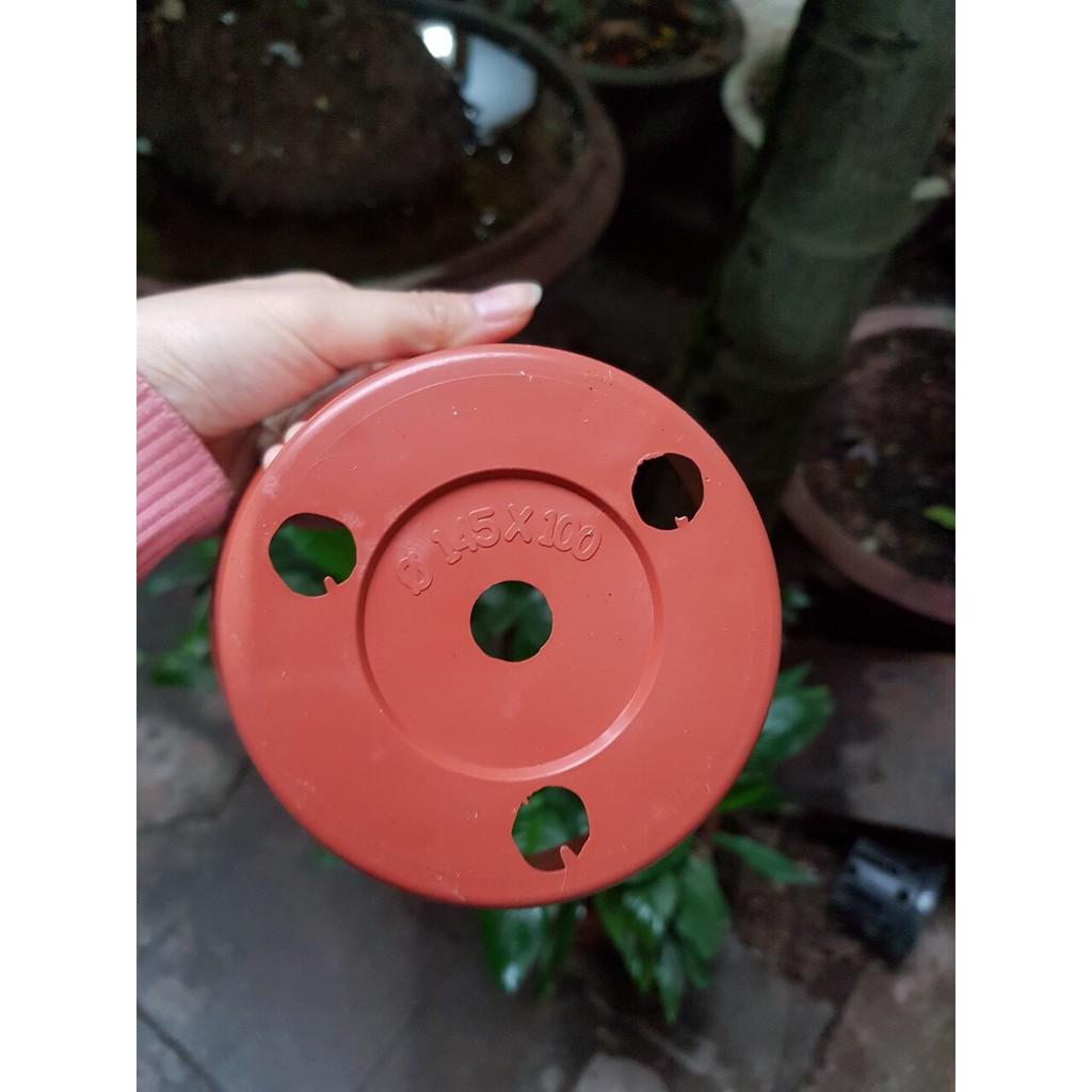 COMBO 10 CHẬU NHỰA FI 14.5 TRỒNG LAN GIẢ GỐM ĐẤT NUNG