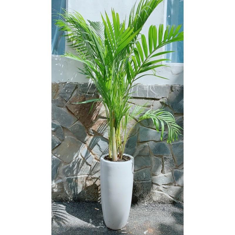 Chậu Cây Cau Vàng Lớn