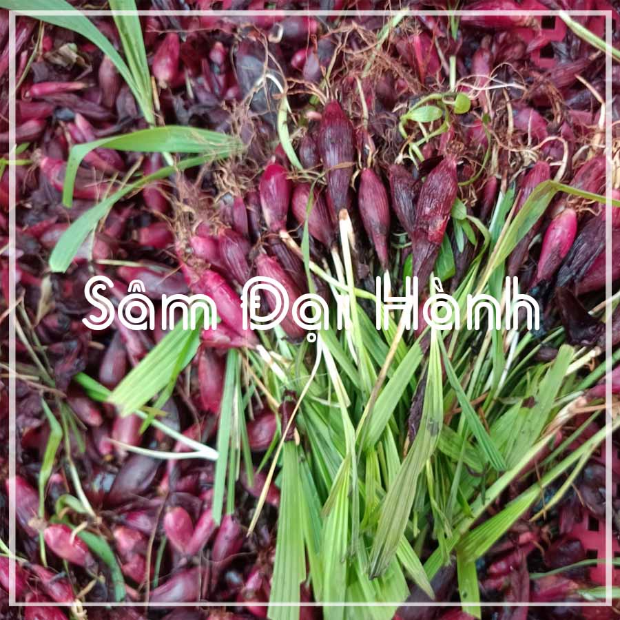 500g Sâm Đại Hành (tỏi đỏ) khô sạch