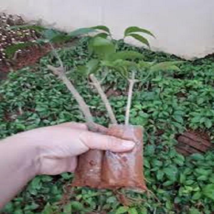 CÂY HOA LAN TỎI LỚN