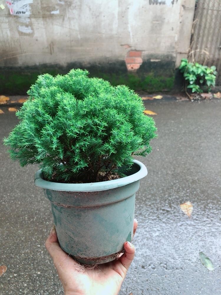 Chậu Tùng Bồng Lai