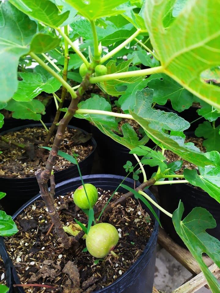 Cây Sung Mỹ siêu trái cây đẹp chuẩn giống