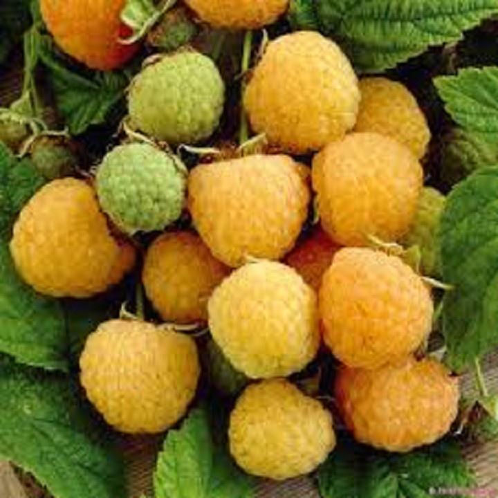 CÂY GIỐNG MÂM XÔI VÀNG CÂY NHỎ