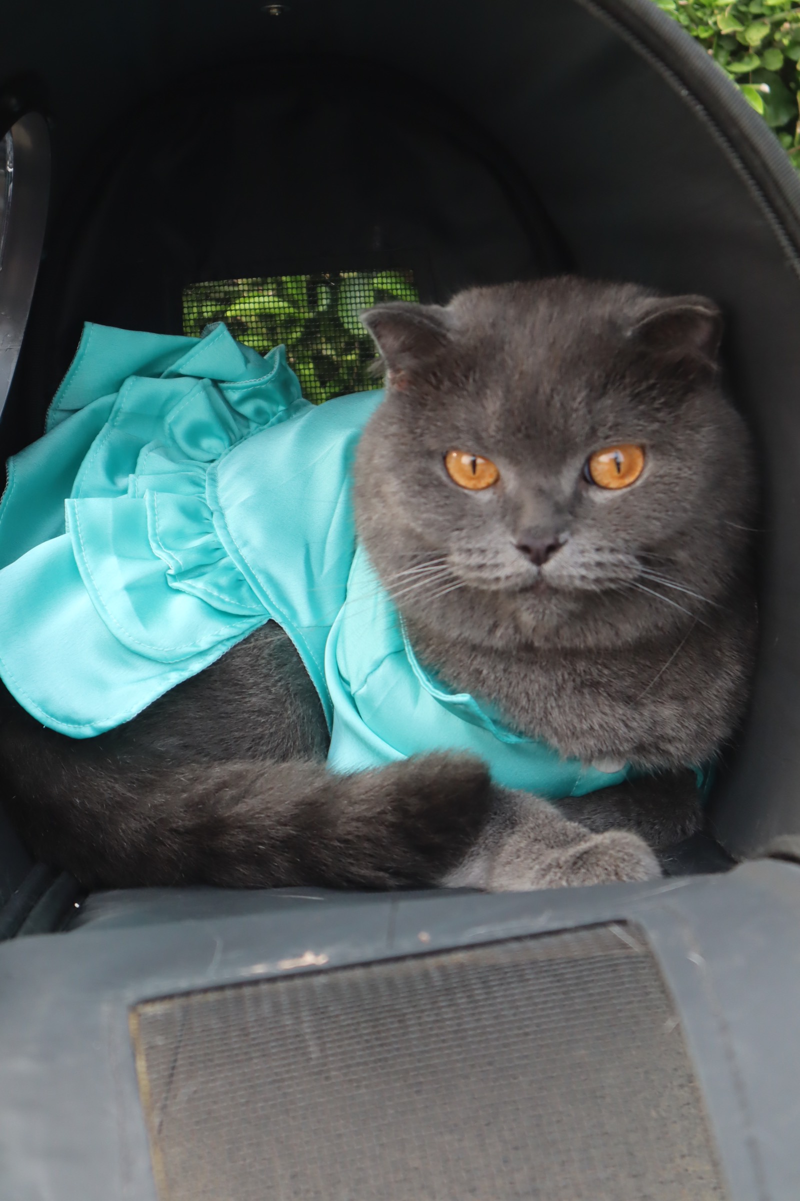 Váy công chúa màu xanh dương cao cấp  từ 1-10kg cho thú cưng chó mèo