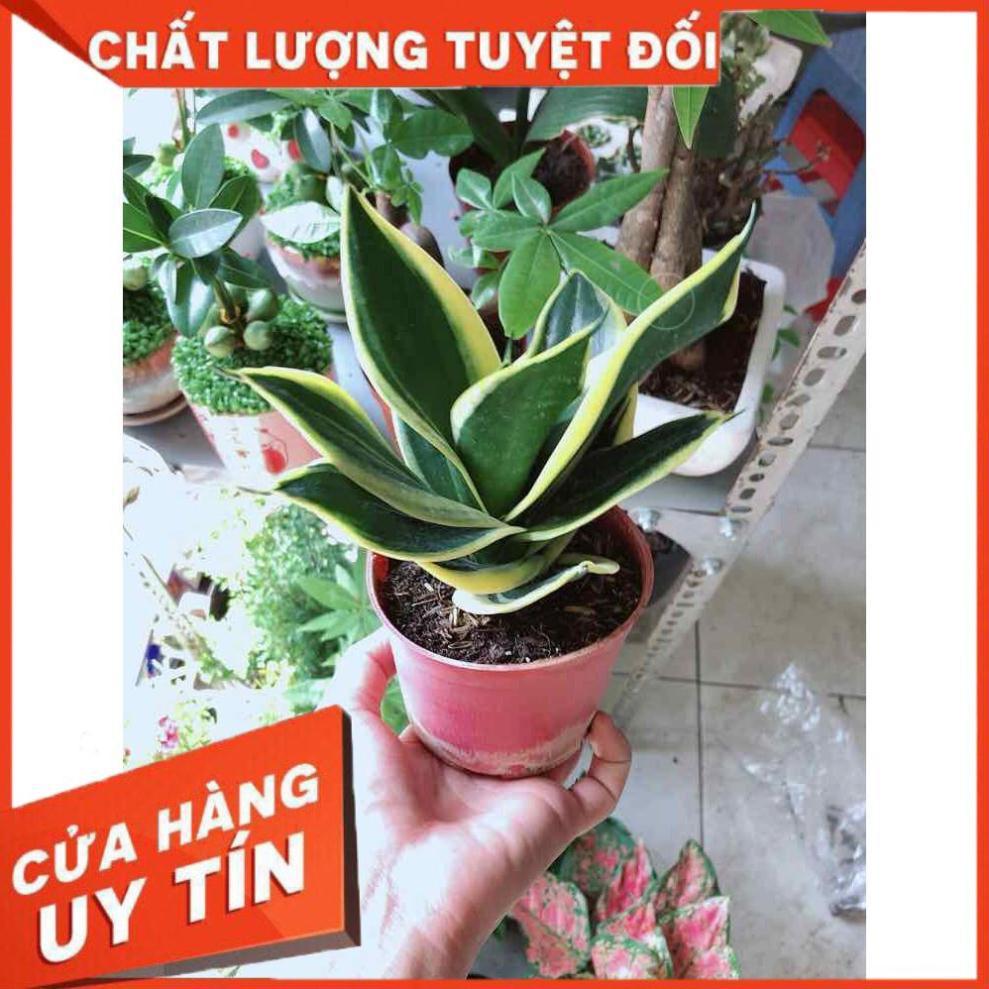 Lưỡi hổ thái Nhiều Người Mua