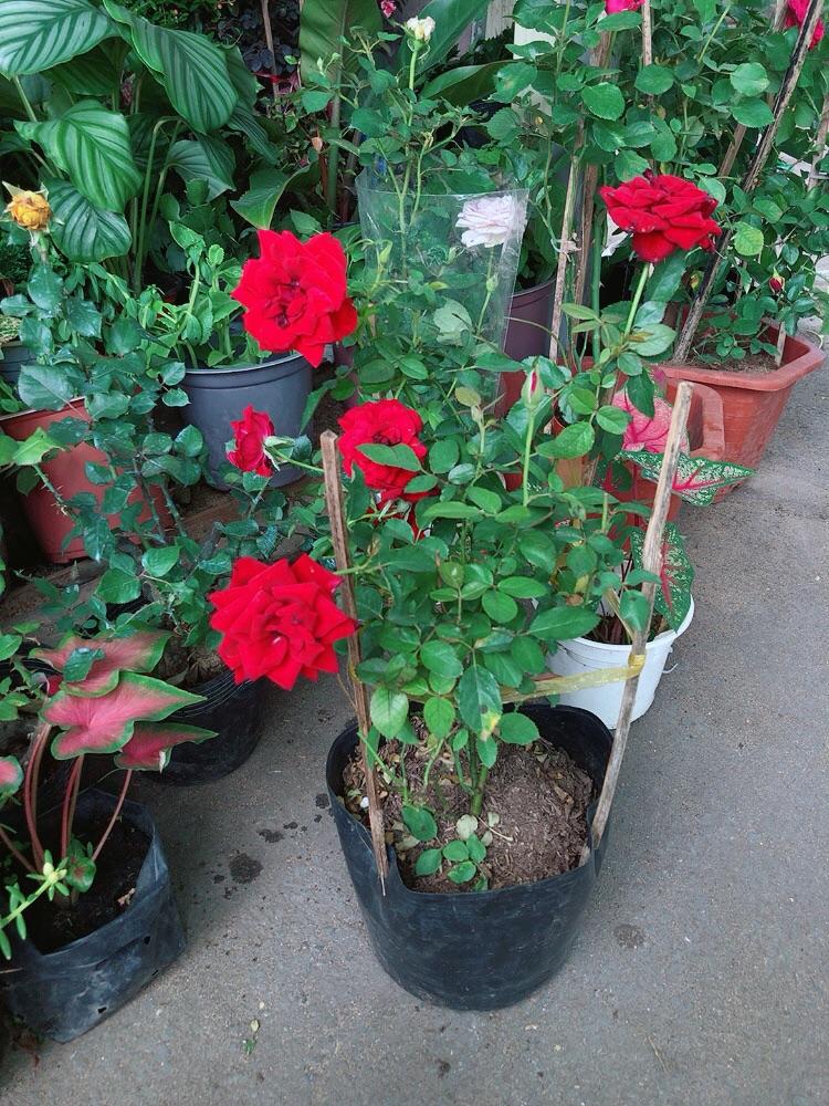 Hoa Hồng Siêu Nụ Sẵn Bông