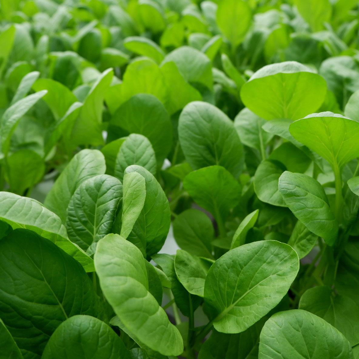 Hạt Giống Cải Ngọt gói 50gr