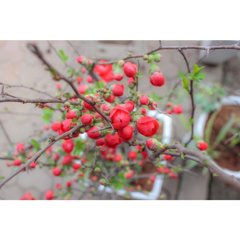 Mai Đỏ tứ quý lùn bonsai