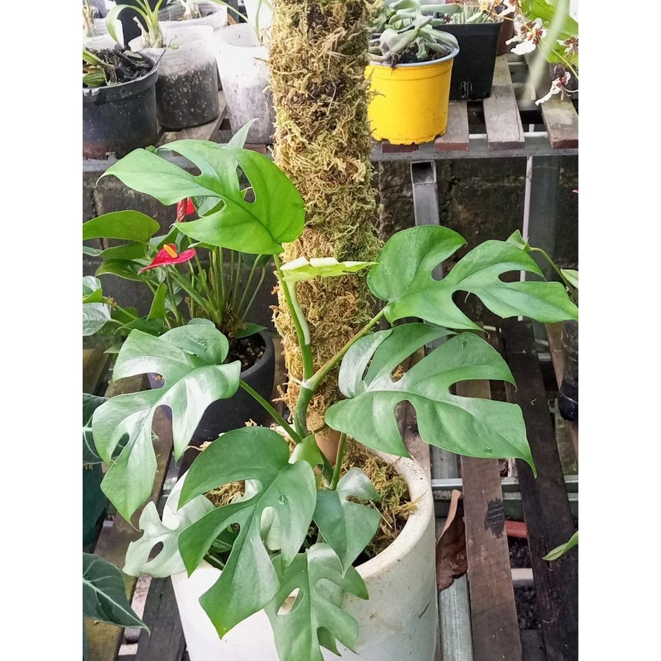 Trụ sơ Rêu 130cm,k.mãi nẹp giữ cây. Đã giặt rêu+khử trùng, thích hợp trồng cây dây leo