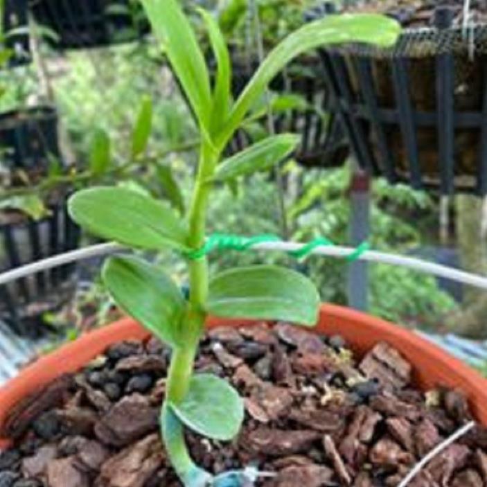 Hoa lan phi điệp - 5ct hà tĩnh