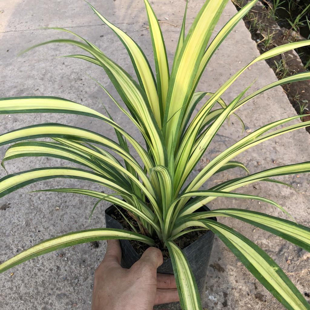 Cây dứa sọc vàng chiều cao 20cm bụi cây to khỏe lá vươn dài đẹp sức sống tốt thích hợp trang trí sân vườn