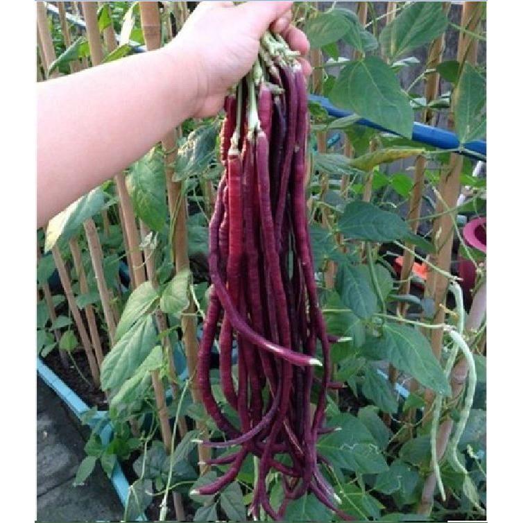Hạt Giống Đậu Đũa Đỏ Giống Mỹ - 1 gói 3 gram
