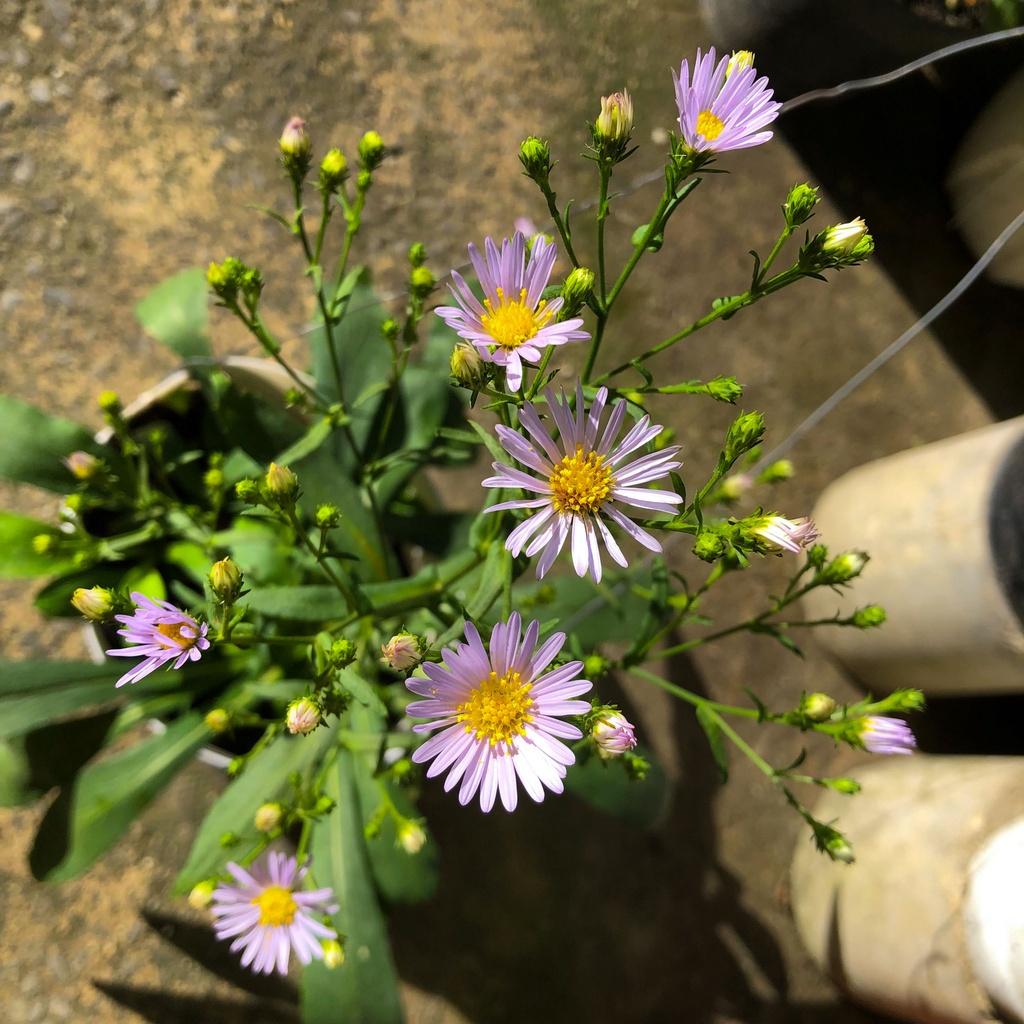 Cây giống cúc thạch thảo  hoa màu tím dễ trồng