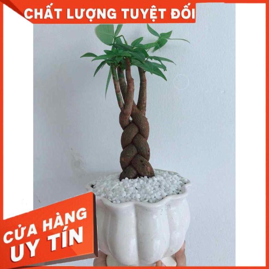 Chậu kim ngân thắt bím 3 thân Nhiều Người Mua