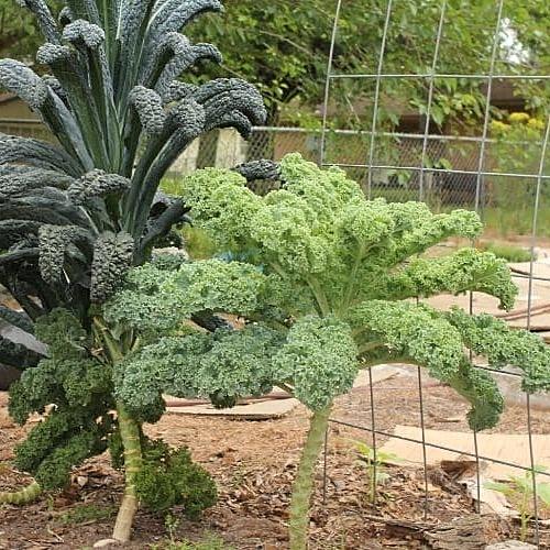 Hạt giống cải Kale Rado 686 gói 5gr - DỄ TRỒNG nhanh thu hoạch