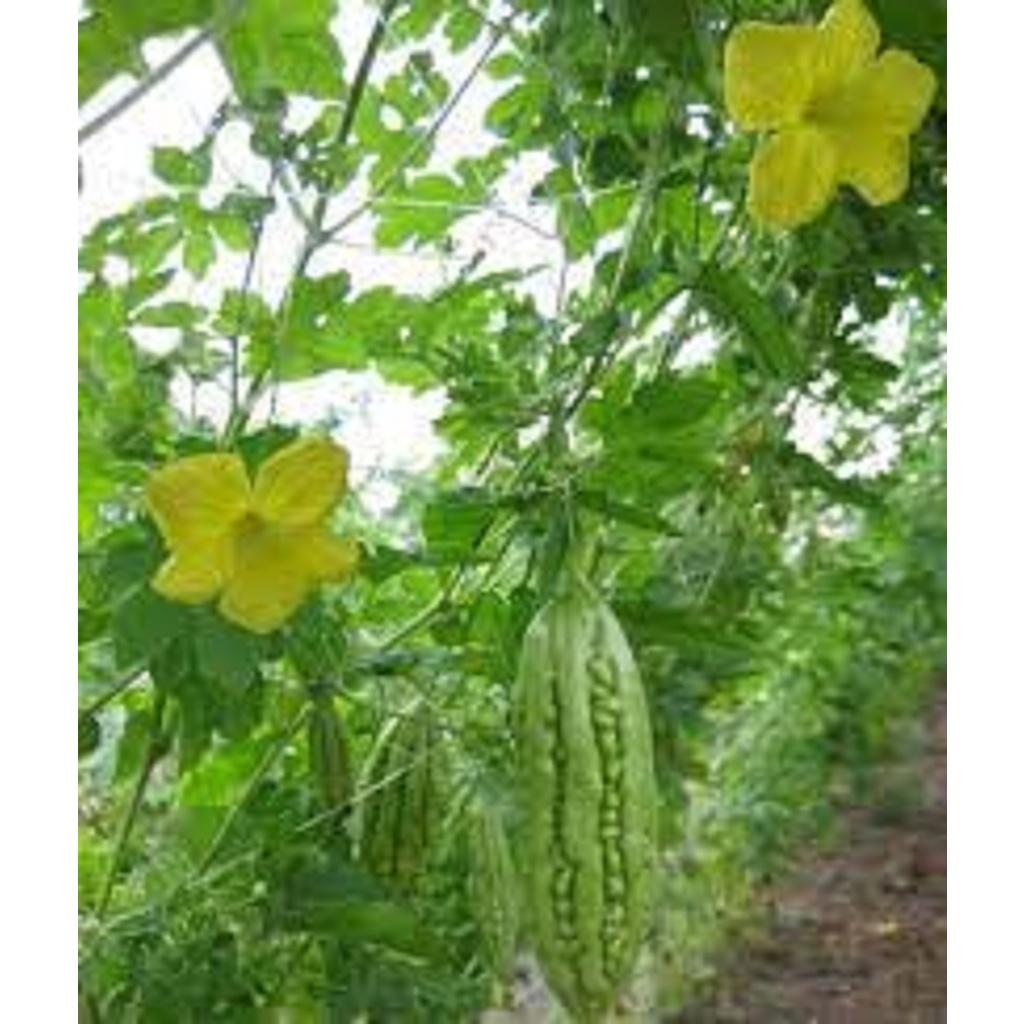 HẠT GIỐNG CÂY KHỔ QUA cao sản