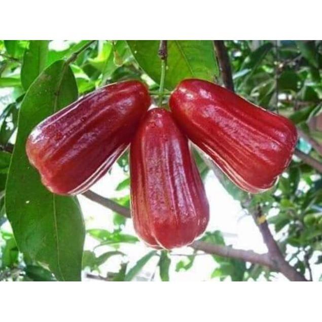 Sản phẩm CÂY GIỐNG ROI ĐỎ