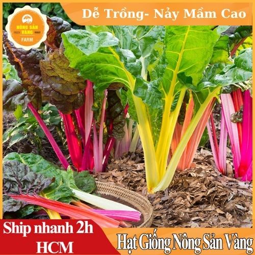 Hạt giống Cải Nhiều Màu Nảy Mầm Cao, Sinh Trưởng Và Phát Triển Khỏe - Nông Sản Vàng