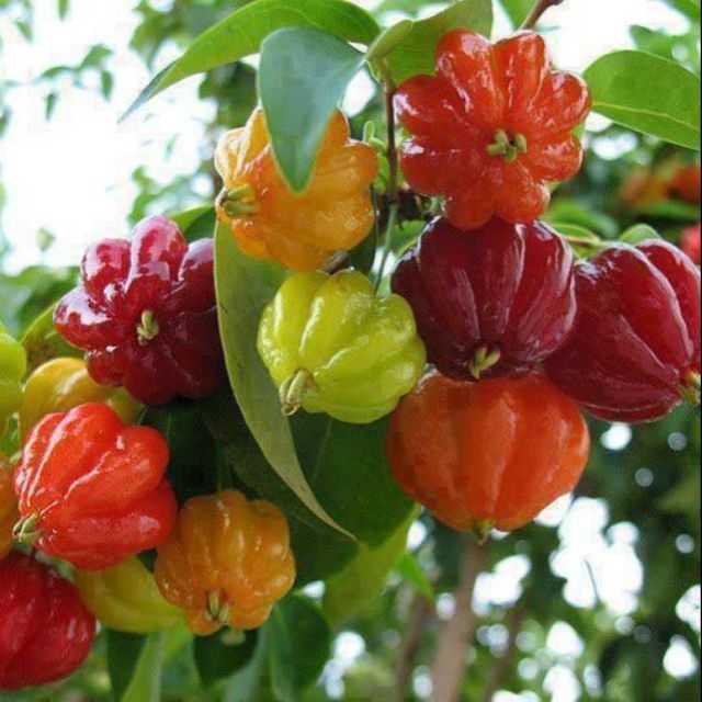 Cây giống Cherry Surinam