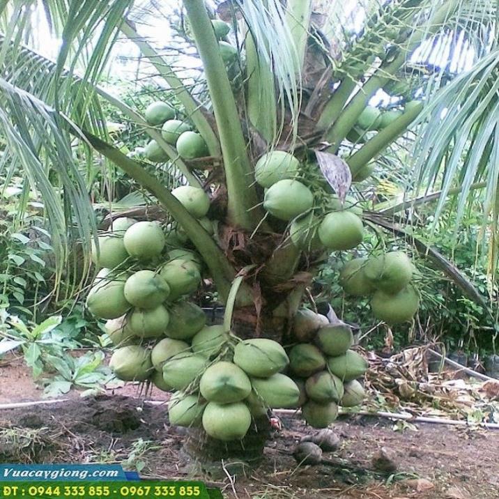 CÂY GIỐNG DỪA XIÊM LÙN XANH (dừa xiêm lục hoặc dừa xiêm chu) BẾN TRE SIÊU QUẢ, NĂNG SUẤT CAO CHUẨN F1