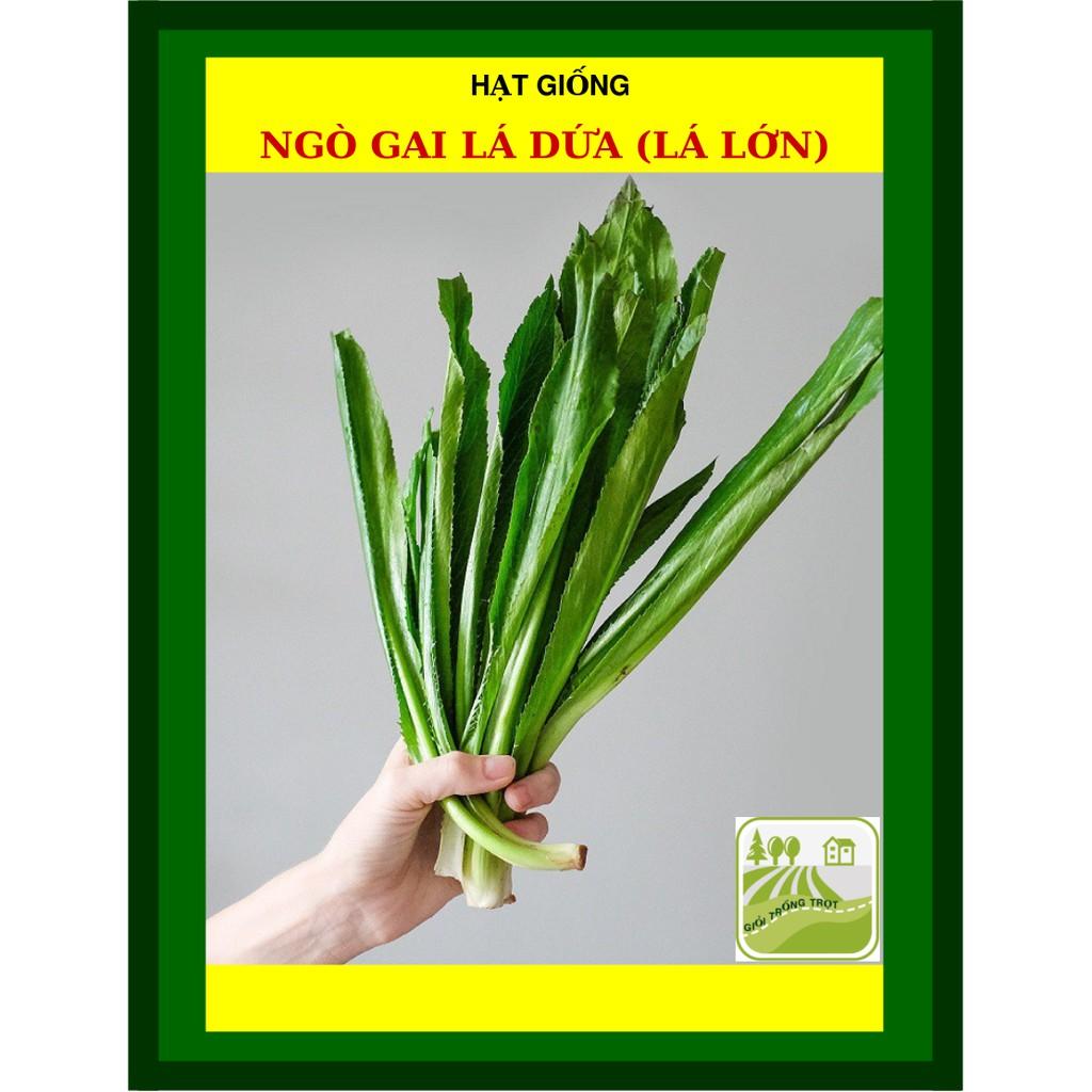 20 gram - Hạt Giống Ngò Gai Lá Lớn