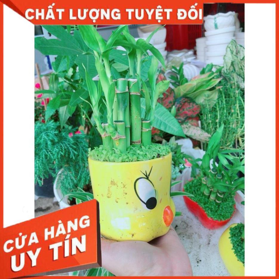 Chậu chúc phát tài mini