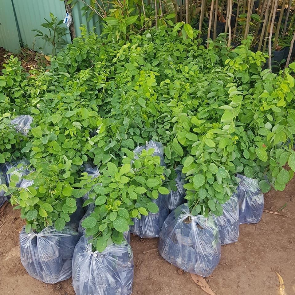 1 KG HẠT GIỐNG Cây Trắc Đỏ Loại CHƯA TÁCH VỎ .