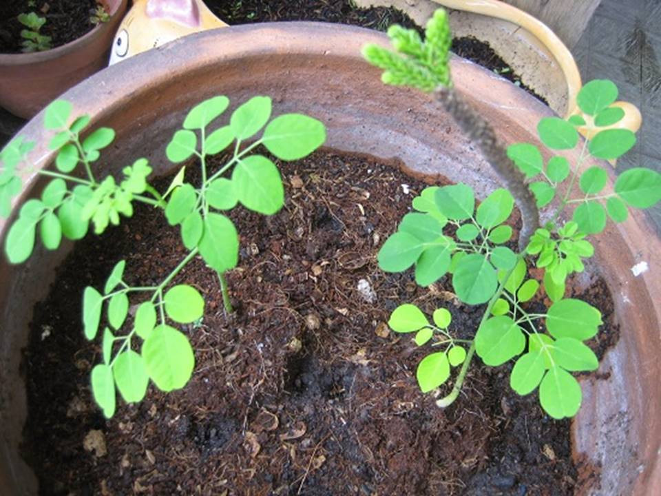 Hạt giống Chùm ngây 03