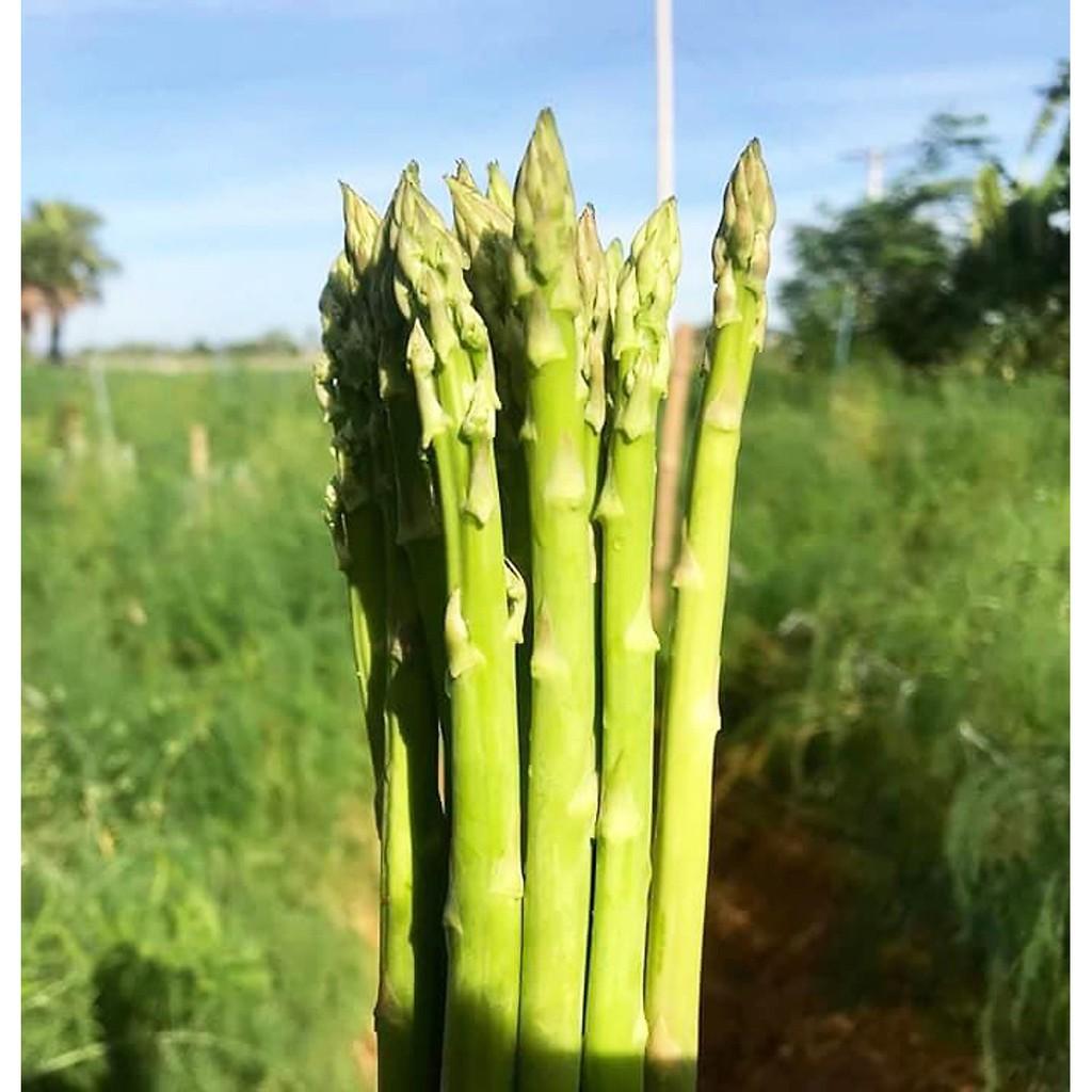 Hạt Giống Măng Tây Xanh Cao Sản 0.2 gram