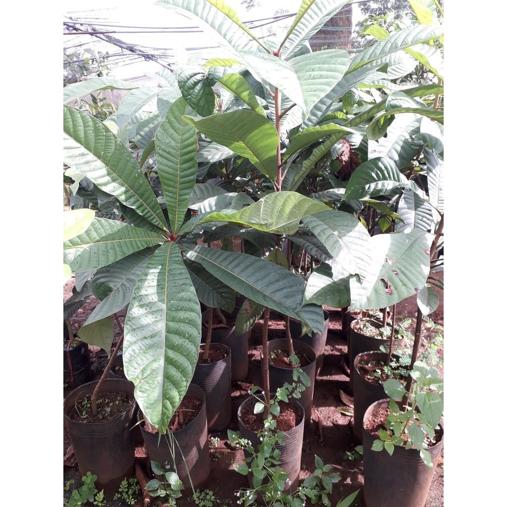 CÂY GIỐNG HỒNG XIÊM RUỘT ĐỔ KHỔNG LỒ
