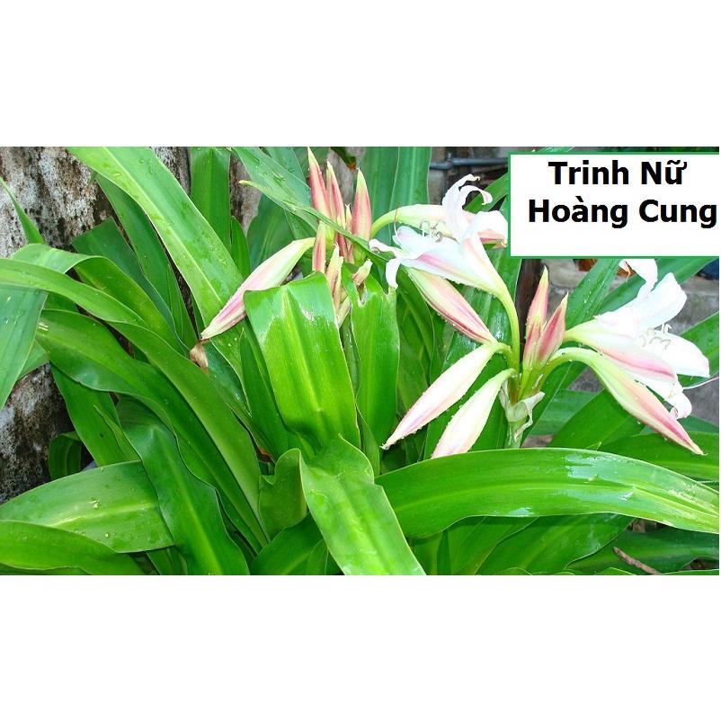 1kg lá cây trinh nữ hoàng cung (Tỏi tơi lá rộng hay Náng lá rộng) sạch, cây vườn nhà trồng