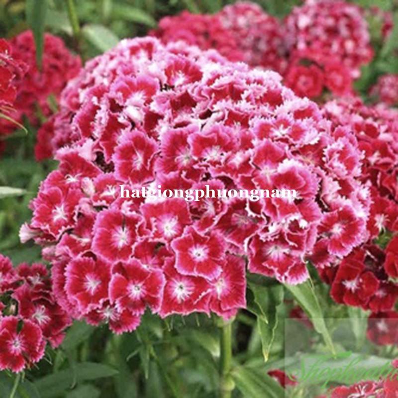 100H - HẠT GIỐNG HOA CẨM CHƯỚNG MIX