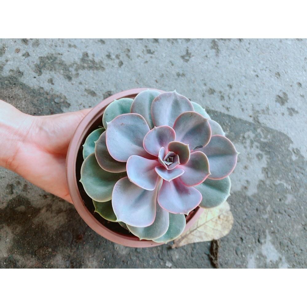 Chậu Sen Đá Hồng Tâm