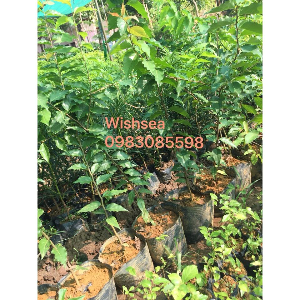 Cây hồng quân, mận quân, bồ quân