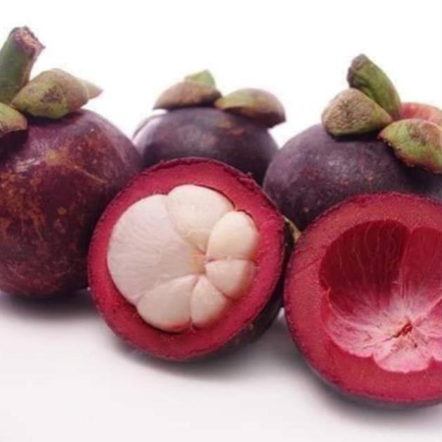 Sản phẩm CÂY GIỐNG MĂNG CỤT