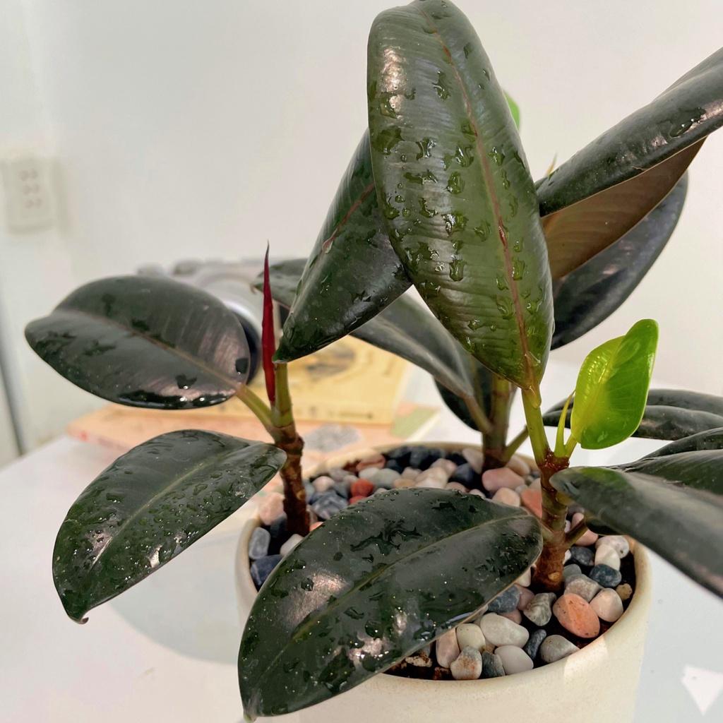 Cây Đa Búp Đỏ 3 Thân để bàn hợp phong thủy tượng trưng cho sự may mắn, hạnh phúc