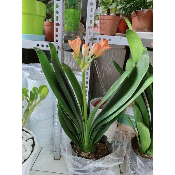 Cây Lan Quân Tử Có Hoa