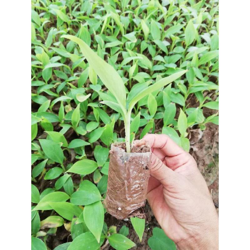 Cây giống chuối già lùn nam mỹ cấy mô f1