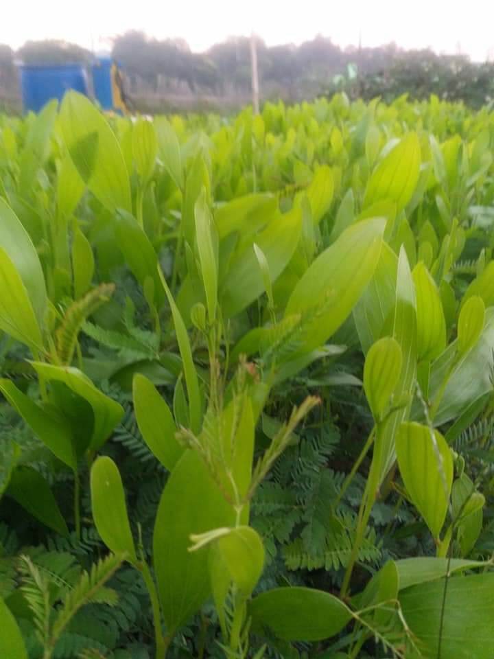 Hạt giống keo tai tượng trồng rừng - gói 100 gram