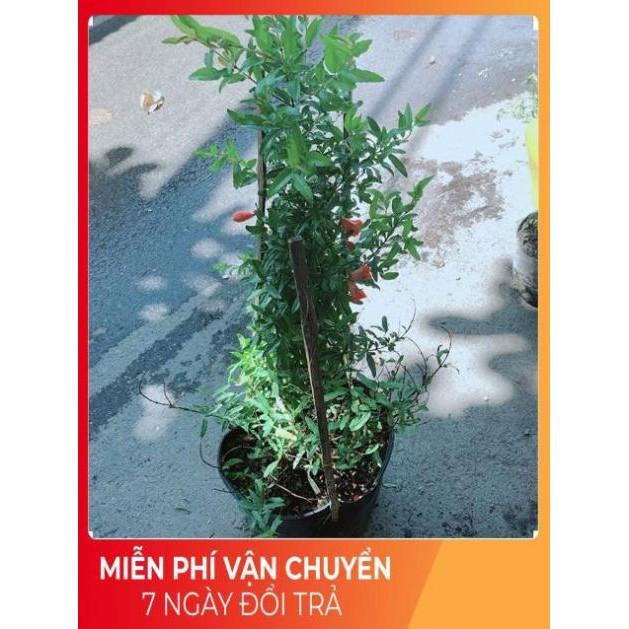 Cây Lựu Cho Nhiều Trái